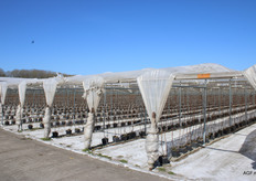 Frambozenteelt op de locatie Dekker