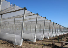 Dit jaar wordt een nieuw frambozenperceel van 6,5 hectare gerealiseerd