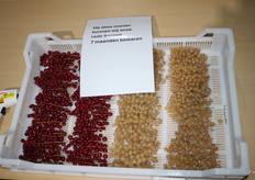 Rode bessen worden 7 maanden in de ULO-cellen bewaard