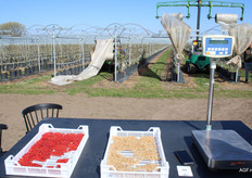 Alle oogsten per medewerker worden geregistreerd. 