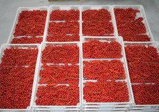 Rode bessen, hier worden er op alle locaties maar liefst 1 miljoen kilo van geoogst