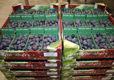 Momenteel is het importseizoen van de blauwe bessen gaande