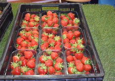 De naam van het nieuwe ras is Limadela