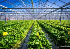 Ondanks de felle zon was het in de kas zeer aangenaam