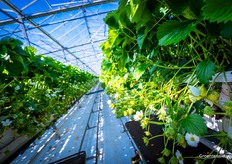 Bloemen, vruchten, en alle kleuren aardbeien