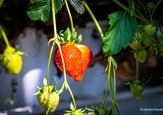 "Zal ik die plukken?" Nee, dat doen de mensen van de kwekerij.