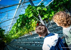 En veel interesse in de hoge planten