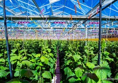 Voor de gelegenheid de lichten ook aangezet