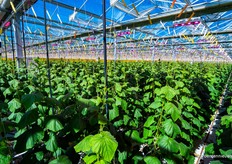 In deze kas worden snackkomkommers geteeld