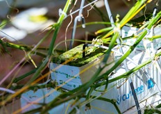 Uitleg over de stengeldichtheid, substraten, steenwol potten