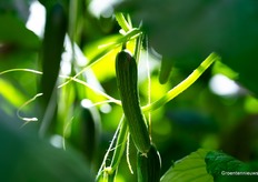 Die is nog te klein, zelfs om te snacken