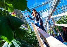 Dankzij de trap konden bezoekers ook de jonge komkommers bovenaan de plant spotten