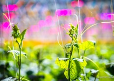 Dat gaat al goed groeien