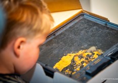 En natuurlijk hommels!