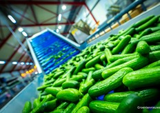 Dat zijn een boel komkommers!