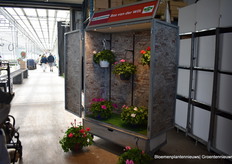 Presentatie van geraniums. 