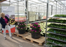 Osteospermum van Selecta, geraniums en daarachter hortensias bij Bas van der WIlt