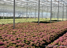 De hortensias van Bas van der Wilt