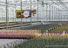Ook Gediflora varieteiten worden hier geteelt. 