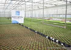 En gebruik gemaakt van belichting van Dutch Lighting.