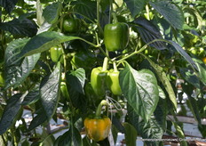 80.000 planten per m2 