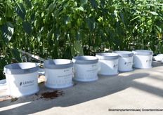 Lensi substrates gepresenteerd