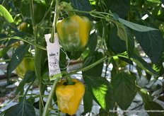 Geïntegreerde gewasbescherming (biologische bestrijding is de basis, waar nodig wordt bijgestuurd met chemische middelen)