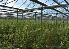 er staan 10 planten per m2