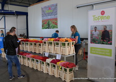 Gerbra's in alle kleuren