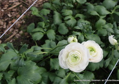 Ranunculus Cloni Succes Hanoi