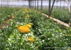 Ranunculus