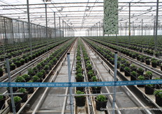 Hortensias in alle soorten en maten