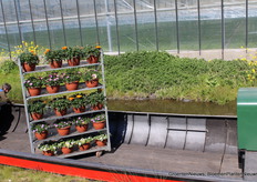 Kameleon schuit in het Westland