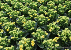 Kalanchoë bij Vilosa