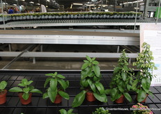 Kalanchoë Magic BellsVilosa is de enige in Europa die deze bijzondere plant teelt. De Leaf of Life bloeit dankzij hun toedoen. Deze foto laat de diverse stadia zien.Rick van Luijk: "Dit is zo'n bijzonder product. De bloemen groeien vanuit de besjes. Heel bijzonder. En decoratief."