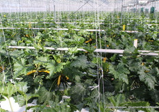 Bij Mart en Miranda van Uffelen in het Westland kunnen we kijken bij de courgetteteelt