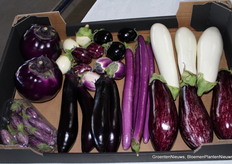 Bij Van Onselen, Westland, zijn alle soorten, maten en kleuren aubergines te zien.