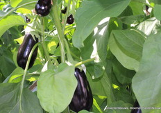 Van Onselen, Westland