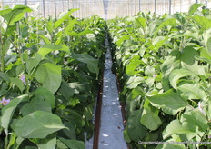 Van Onselen, Westland