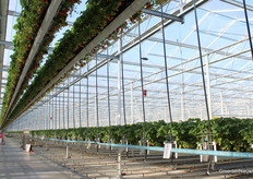 Kom in de Kas in de Bommelerwaard werd geopend met een ontbijt in de nieuwe kas van Kwekerij van Tuyl in Zaltbommel.