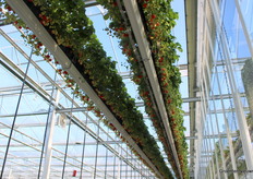 De nieuwe kas bij Kwekerij van Tuyl is vorig jaar gebouwd op de plek van een oudere kas uit de vorige eeuw.