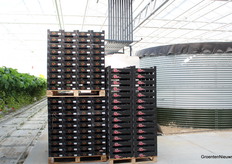 Zouden deze verpakkingen allemaal nog gevuld zijn zaterdag bij Kwekerij van Tuyl.