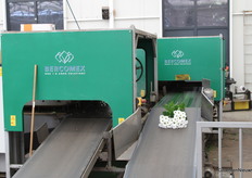 Het eind van de bloementunnel. Hier komen de bossen chrysanten uit de kas bij Kwekerij de Wolvenhoek.