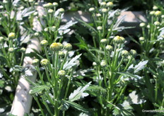 De middelste knop kan de robot van Wikotech eruit halen.