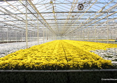 Deze chrysanten zijn klaar voor de oogst. De oogst ging ook tijdens Kom in de Kas gewoon door bij Kwekerij de Wolvenhoek.