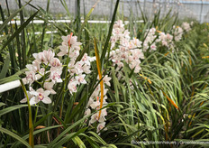 Cymbidium bij Tilburg Orchids