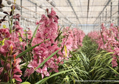 Tilburg Orchids