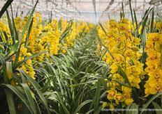 Tilburg Orchids