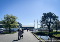 Van Egmond Lisianthus