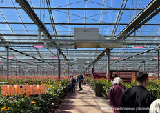 Gerbera Kwekerij Esmeralda 